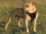 Agitation/Protection Leather Dog Harness for Dog Training-Dog Supplies