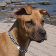 Dog Training Triple Row Collar With Leather Strap-Dog Supplies