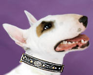 Bull Royal Nappa Padded Hand Made Leather dog collar-Dog Supplies