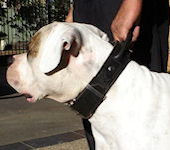 dog collars