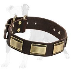 Designer leather dog collar decorated with vintage brass plates