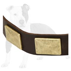 Astonishing beauty collar for your dog
