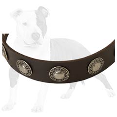 Leather Collar with Nickel Plated Conchos