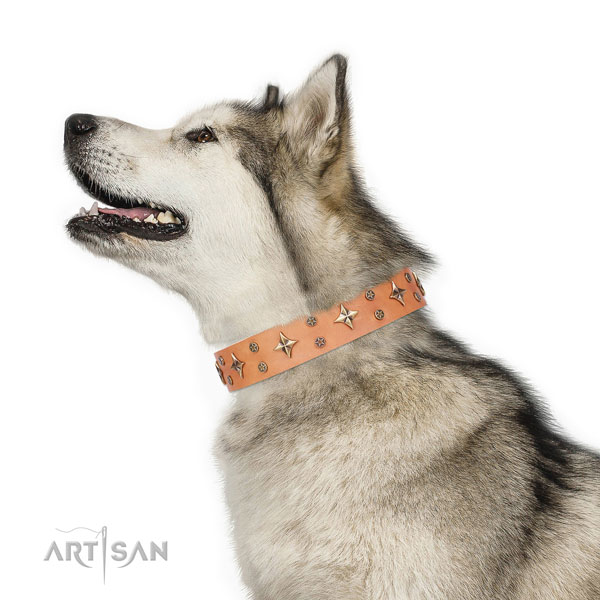 Fancy walking embellished dog collar of top notch material