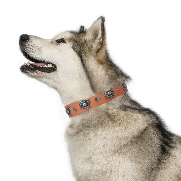 Genuine leather dog collar with rust resistant buckle and D-ring for comfortable wearing