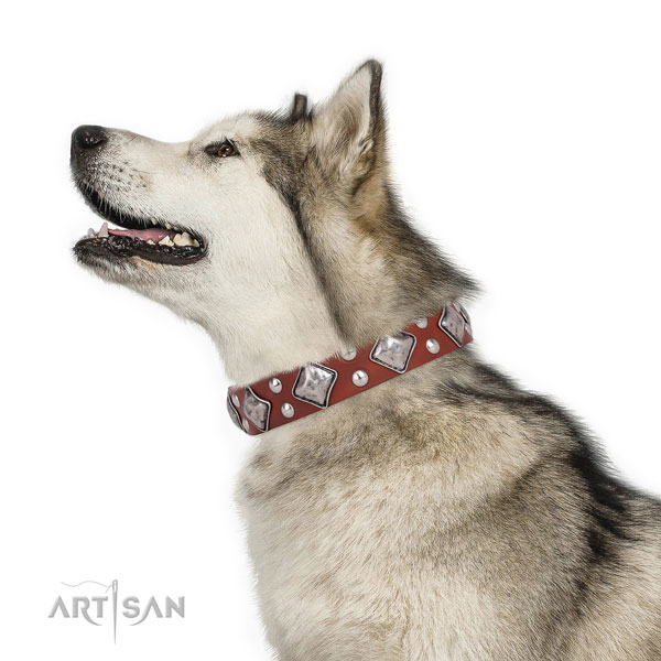 Walking adorned dog collar made of reliable leather