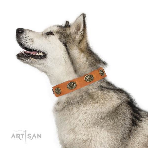 Incredible studs on fancy walking full grain leather dog collar