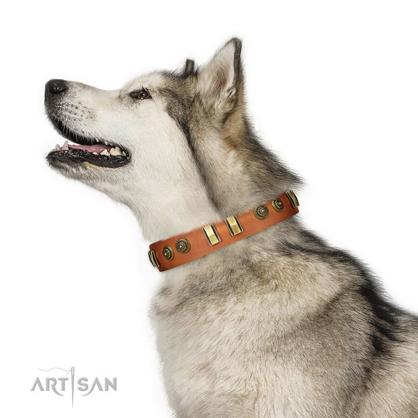 Corrosion resistant buckle on genuine leather dog collar for stylish walking