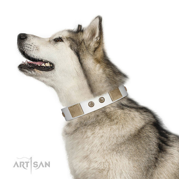 Corrosion proof traditional buckle on natural leather dog collar for basic training