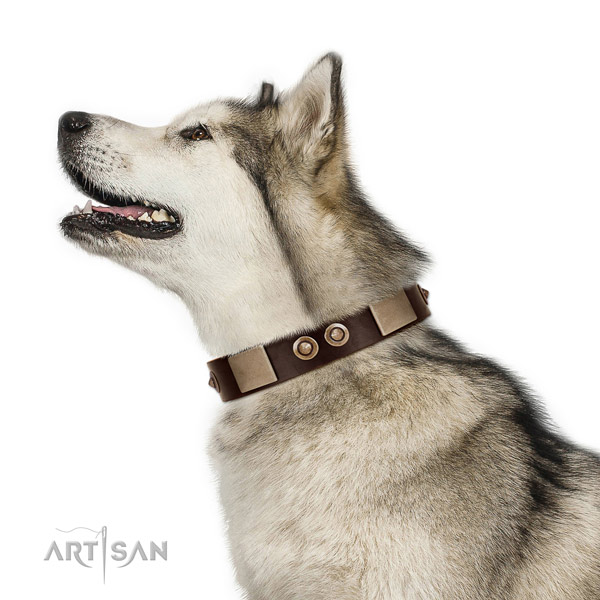 Reliable buckle on leather dog collar for basic training