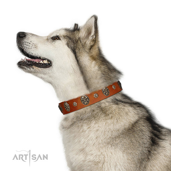 Handy use dog collar of genuine leather with extraordinary studs