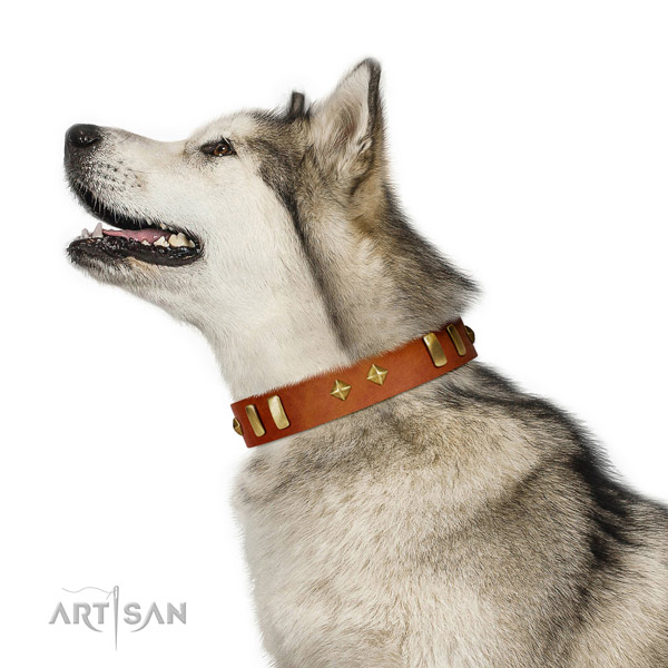 Stylish walking top rate natural leather dog collar with embellishments
