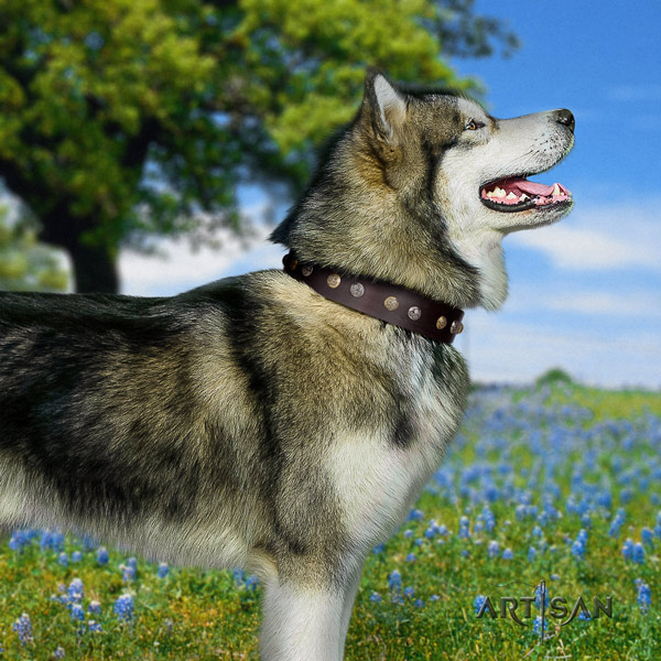 Malamute unusual embellished leather dog collar for comfortable wearing