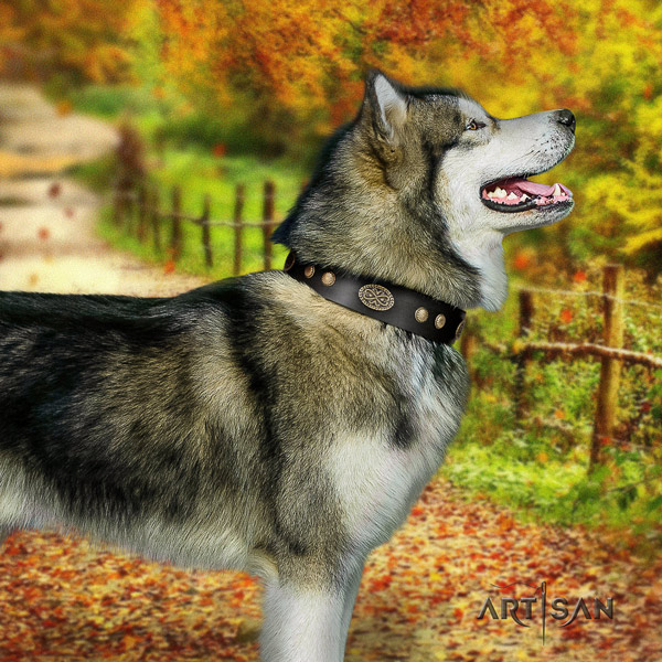Malamute unique decorated full grain genuine leather dog collar for everyday walking