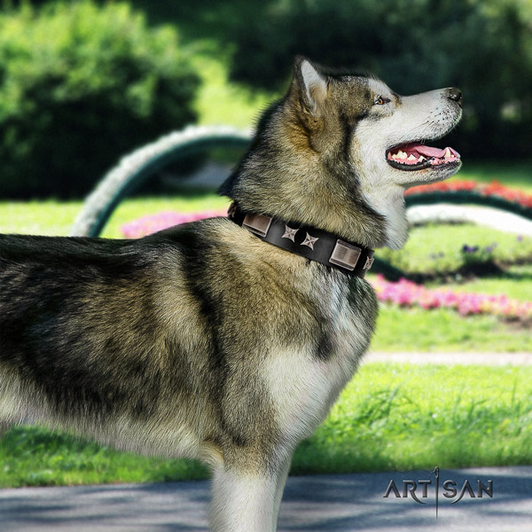 Malamute awesome studded full grain genuine leather dog collar for everyday walking