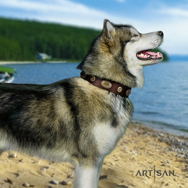 Malamute stunning embellished full grain genuine leather dog collar for fancy walking