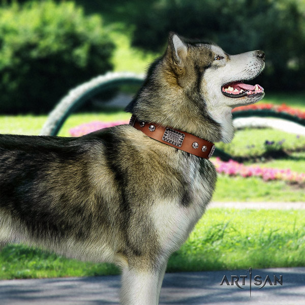 Malamute remarkable adorned full grain genuine leather dog collar for comfortable wearing
