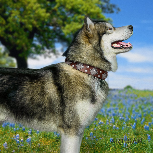 Malamute incredible decorated full grain leather dog collar for daily use