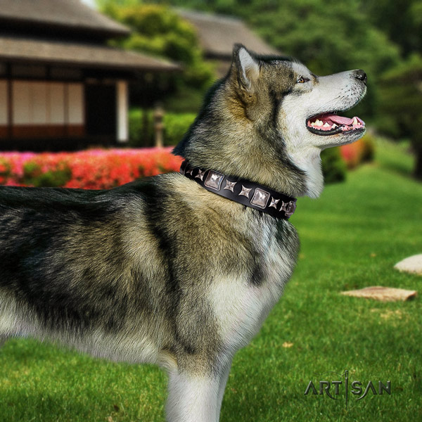 Malamute stylish studded natural leather dog collar for handy use