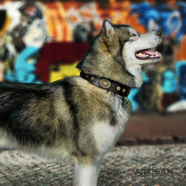 Malamute extraordinary embellished leather dog collar for daily use