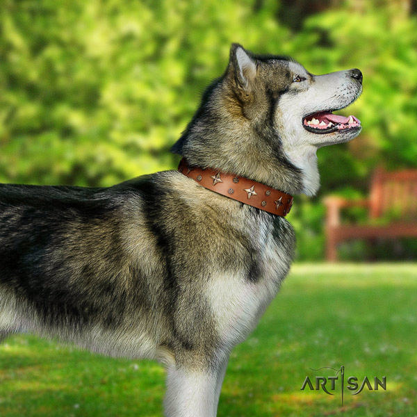 Malamute significant embellished leather dog collar for fancy walking