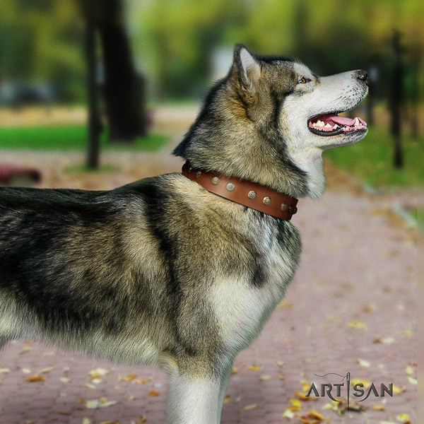 Malamute designer decorated full grain leather dog collar for everyday walking