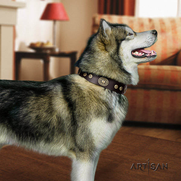Malamute impressive studded leather dog collar for comfortable wearing