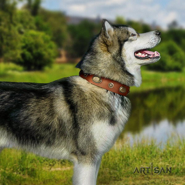 Malamute stylish adorned natural leather dog collar for stylish walking