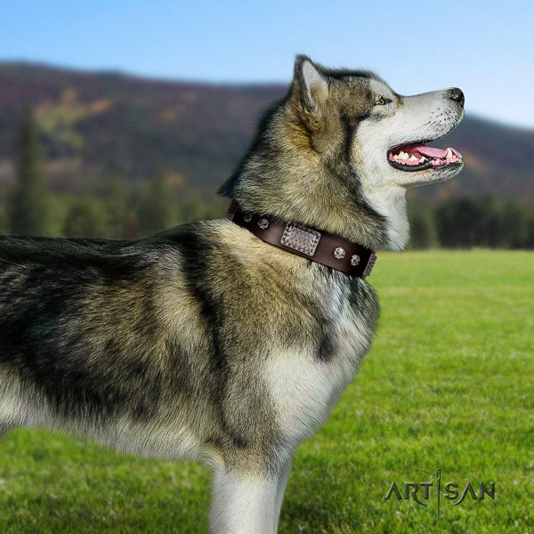 Malamute stylish design adorned full grain genuine leather dog collar for everyday use