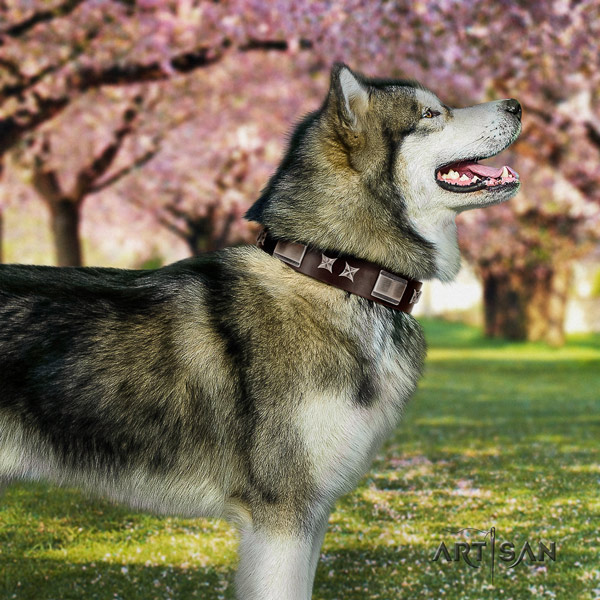 Malamute stylish adorned full grain genuine leather dog collar for stylish walking