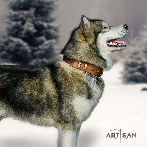 Malamute stunning decorated leather dog collar for daily walking