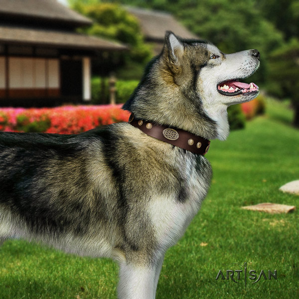 Malamute impressive adorned full grain natural leather dog collar for handy use