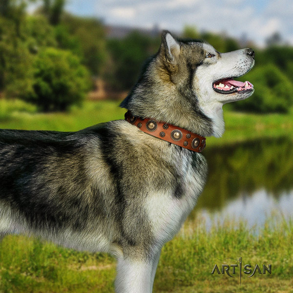 Malamute extraordinary studded leather dog collar for comfy wearing