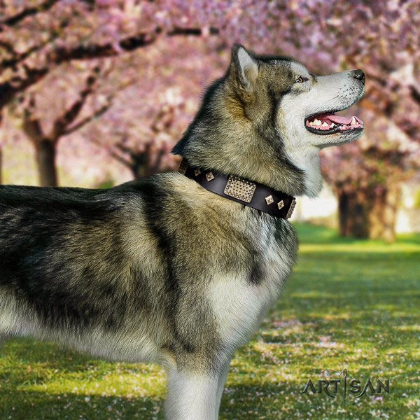 Malamute stylish adorned full grain natural leather dog collar for comfy wearing