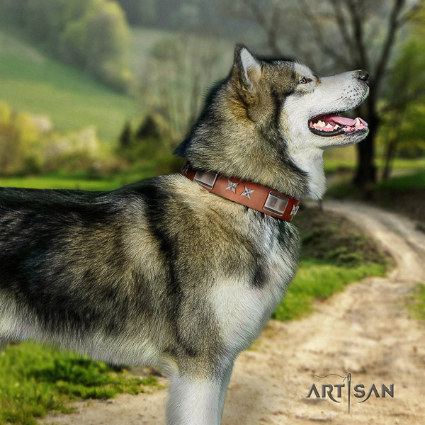 Malamute trendy embellished genuine leather dog collar for comfy wearing