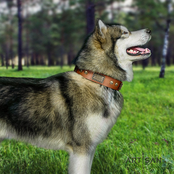 Malamute impressive embellished full grain genuine leather dog collar for fancy walking