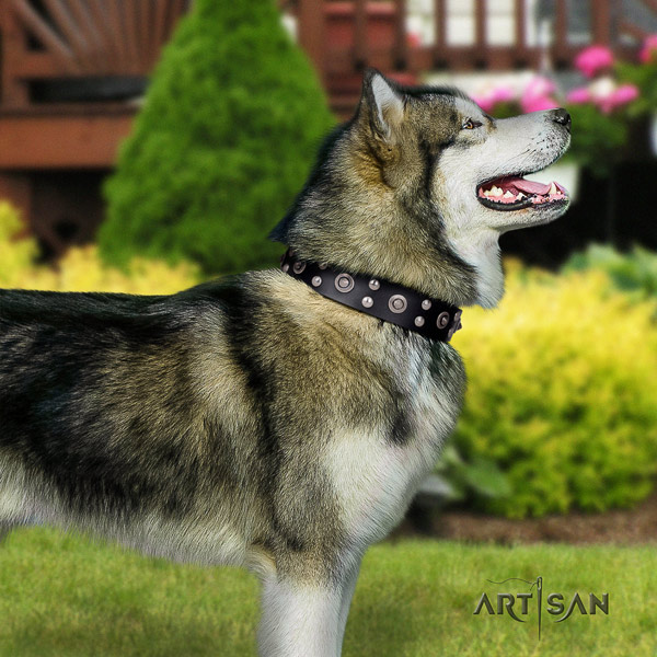 Malamute remarkable studded full grain genuine leather dog collar for fancy walking