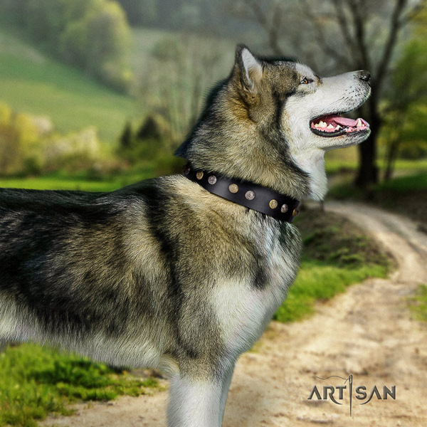 Malamute top notch embellished full grain leather dog collar for stylish walking