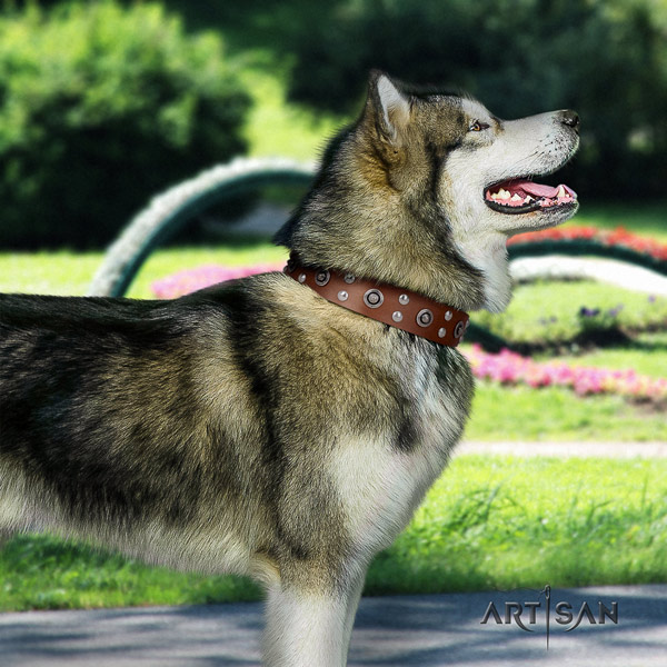 Malamute stylish embellished natural leather dog collar for walking