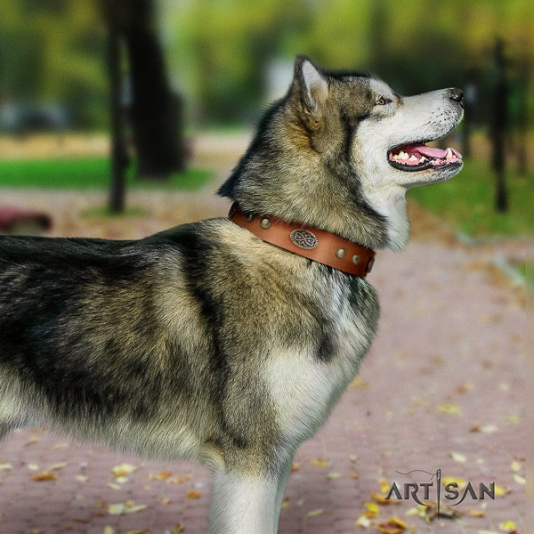 Malamute significant studded full grain natural leather dog collar for walking