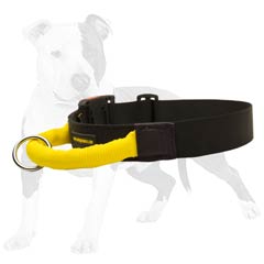 Best collar for stubborn dogs
