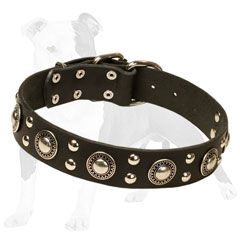 Fashionable leather dog collar with studs
