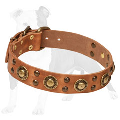 Trendy leather dog collar