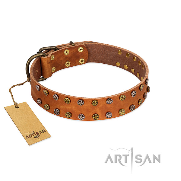Everyday walking high quality leather dog collar with studs